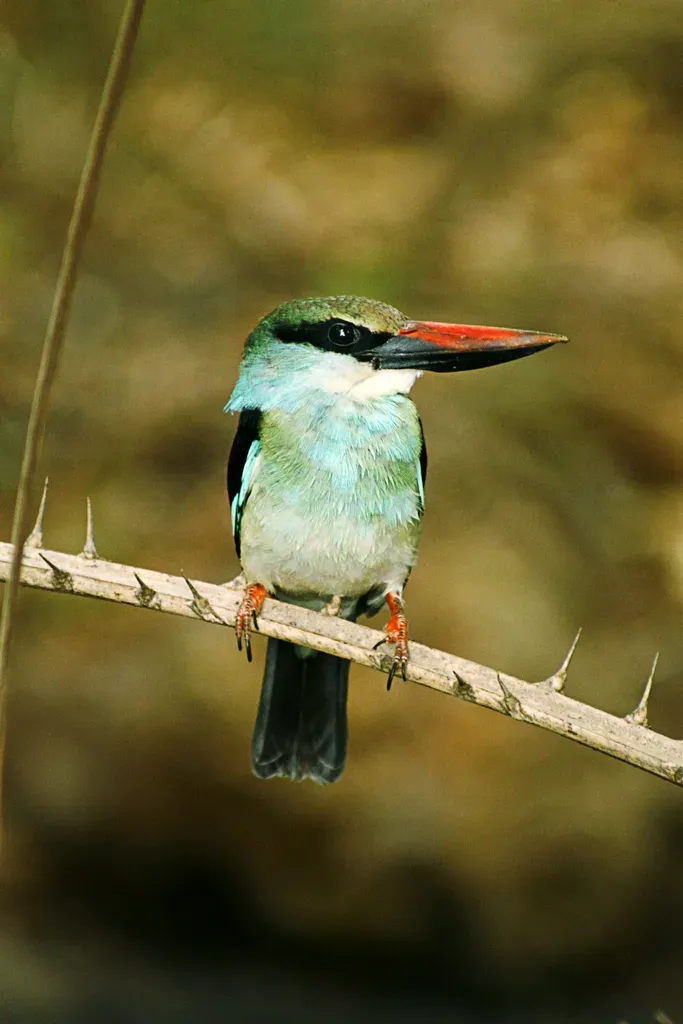 File:Halcyon malimbica, Banjul, Gambia 1.jpg
