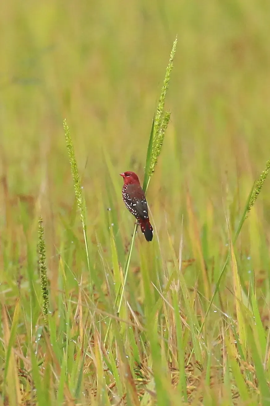 File:Red avadavat (Amandava amandava), red munia.jpg