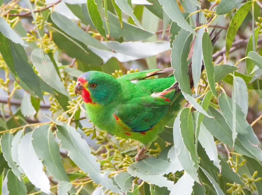 File:Lathamus discolor Bruny 1.jpg