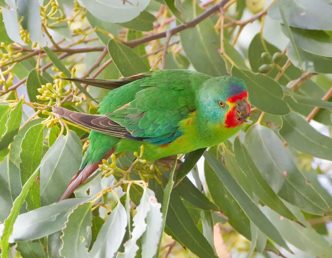 File:Lathamus discolor Bruny 2.jpg