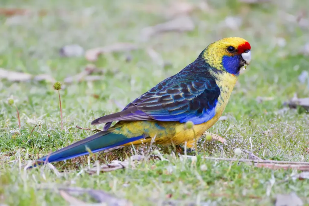 File:Platycercus caledonicus Bruny.jpg