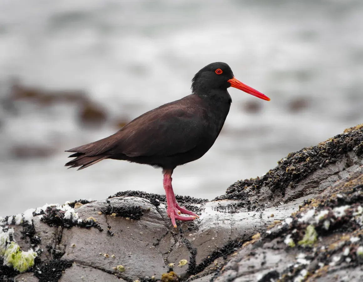 File:Haematopus fuliginosus Bruny.jpg