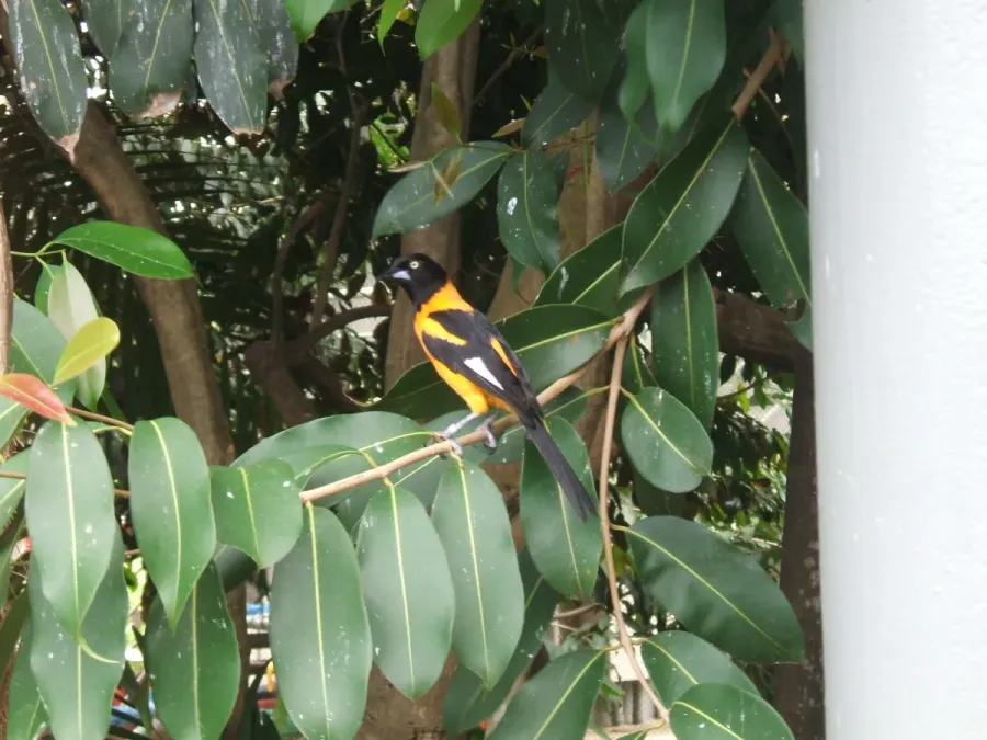File:Icterus jamacaii 2010.JPG