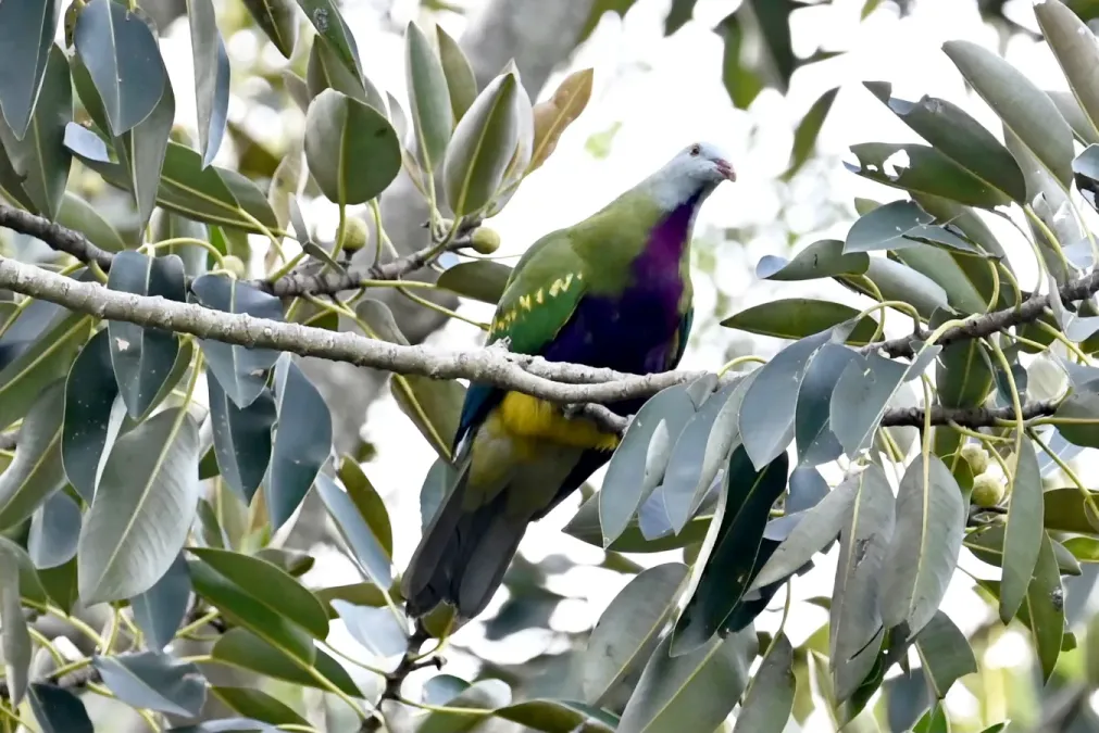 File:Ptilinopus magnificus, Brisbane, Queensland, Australia 2.jpg