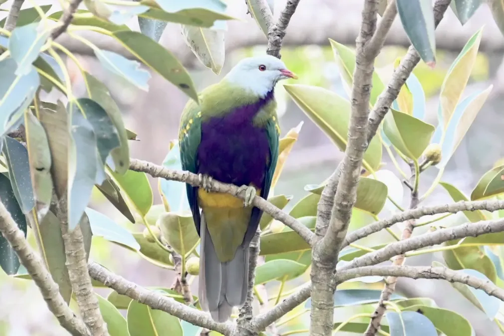 File:Ptilinopus magnificus, Brisbane, Queensland, Australia 3.jpg