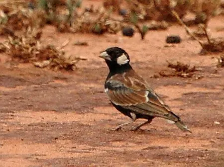 File:Eremopterix leucotis -near Tugela Ferry, KwaZulu-Natal, South Africa -male-8a.jpg