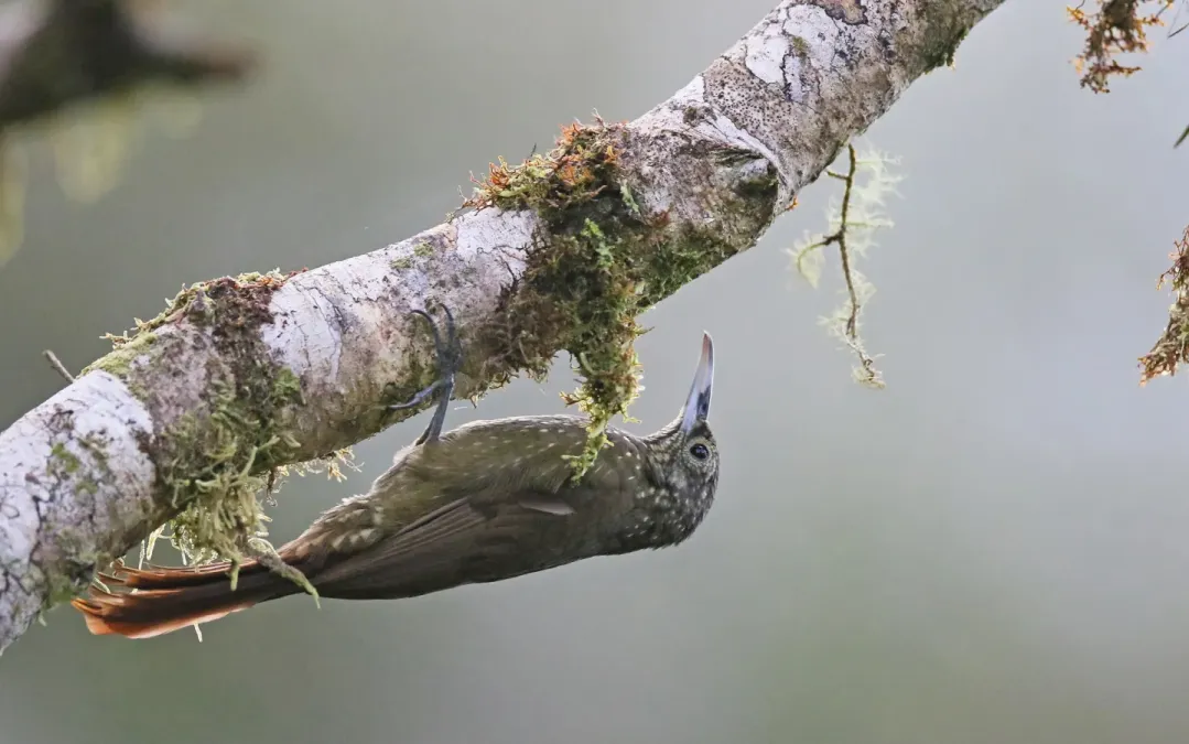 File:Xiphorhynchus triangularis 162661112.jpg