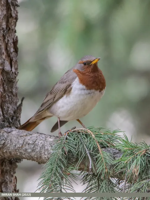 File:Red-throated Thrush (Turdus ruficollis) - Flickr - gilgit2.jpg