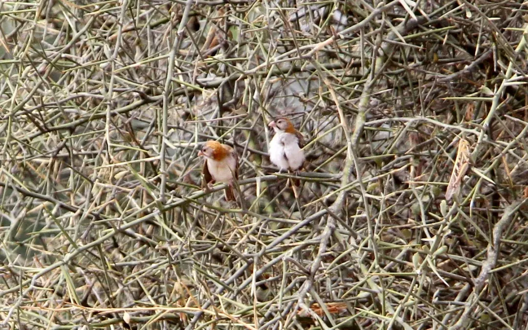 File:Sporopipes frontalis frontalis, Gossas, Senegal 1.jpg