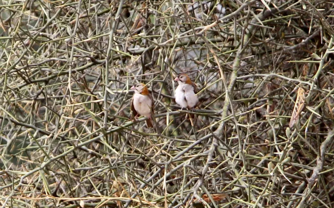 File:Sporopipes frontalis frontalis, Gossas, Senegal 2.jpg