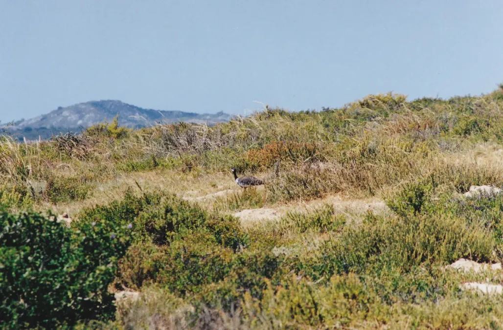 File:Southern Black Korhaan (Afrotis afra).jpg