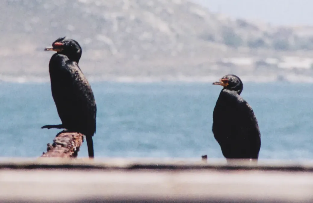 File:Crowned Cormorant - Microcarbo coronatus.jpg