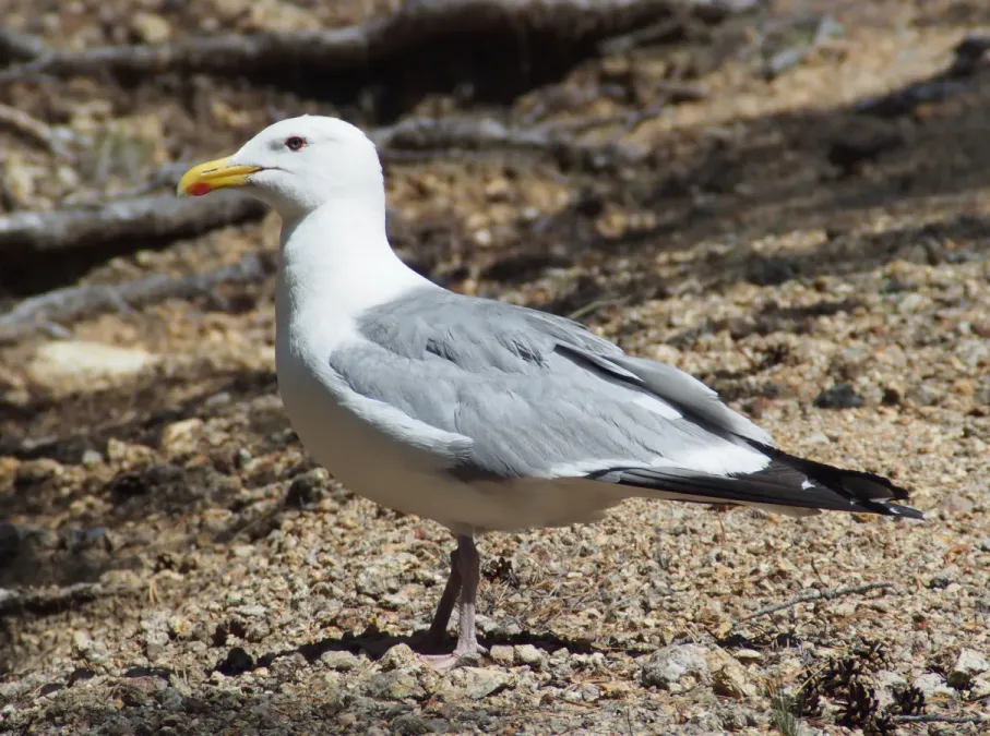 File:Восточносибирская чайка - Larus vegae mongolicus.jpg