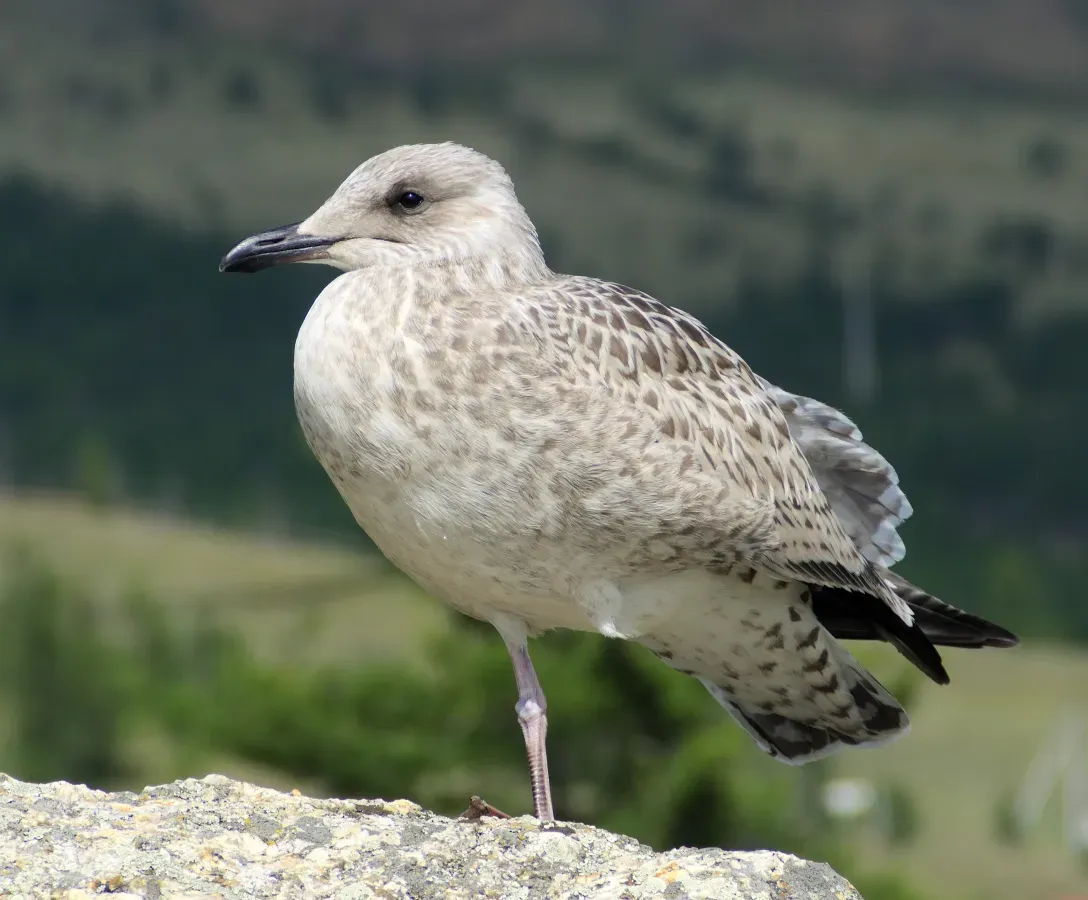 File:Молодая Восточносибирская чайка - Larus vegae mongolicus.jpg