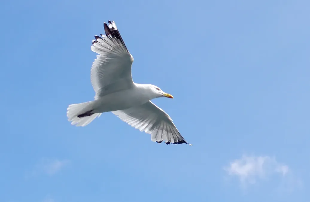 File:Восточносибирская чайка в полёте - Larus vegae mongolicus.jpg