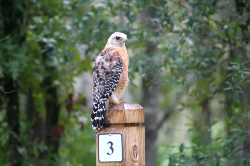 File:Red-shouldered Hawk (Buteo lineatus) at Black Prong Trailhead, Florida.jpg