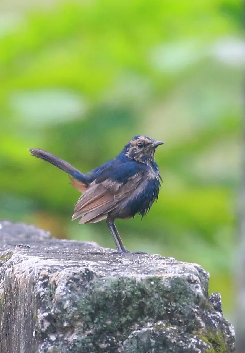 File:Indian robin (Copsychus fulicatus).jpg