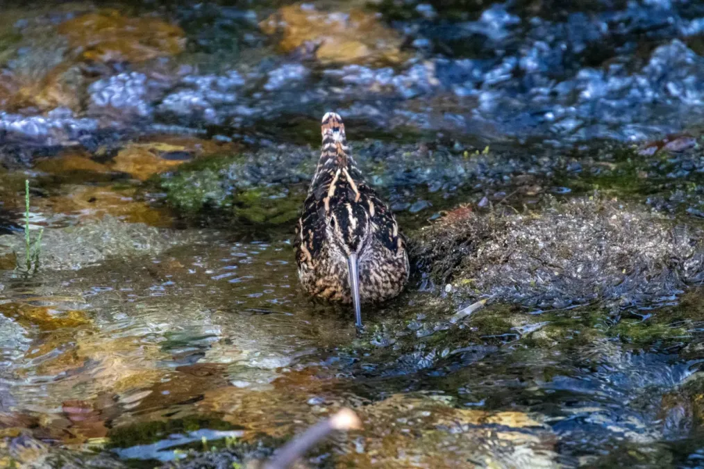 File:Gallinago andina, Huancabamba, Pasco, Peru 2.jpg