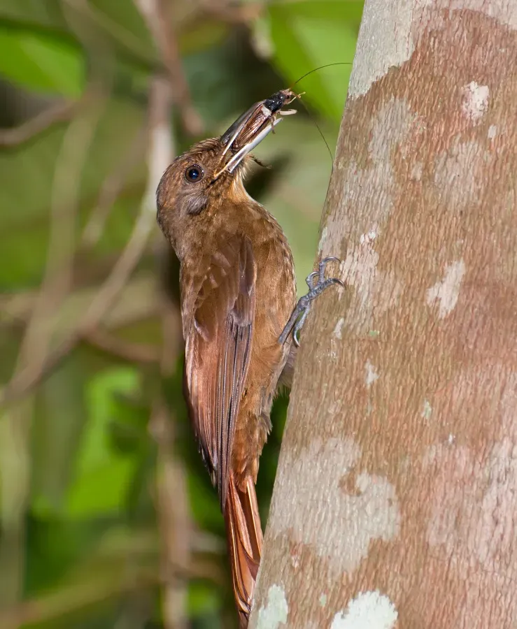 File:Dendrocincla turdina -Vale do Ribeira, Registro, Sao Paulo, Brasil-8.jpg