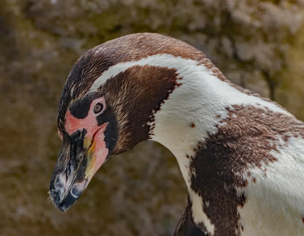 File:Spheniscus humboldti - Zoo am Meer - Bremerhaven 01.jpg