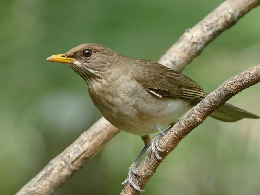 File:Turdus amaurochalinus - Creamy-bellied Thrush, Rahmbauchdrossel (48654529968).jpg