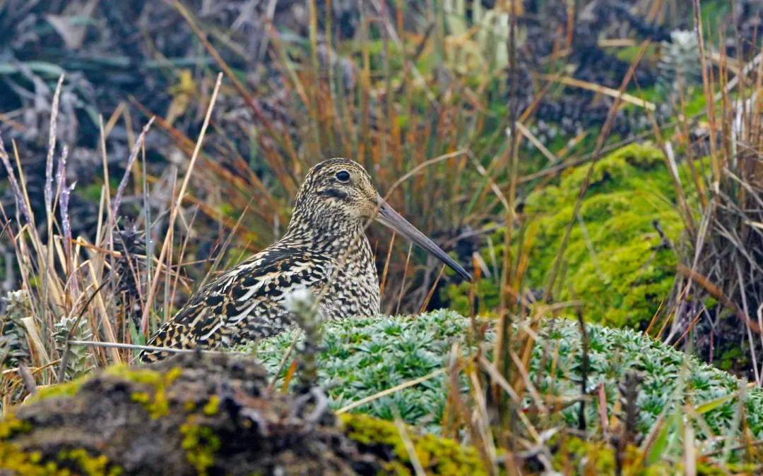 File:Gallinago jamesoni, Quijos, Ecuador 02.jpg