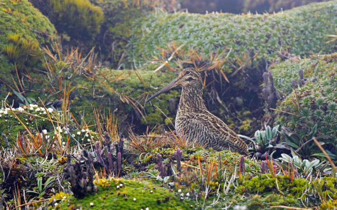 File:Gallinago jamesoni, Quijos, Ecuador 03.jpg