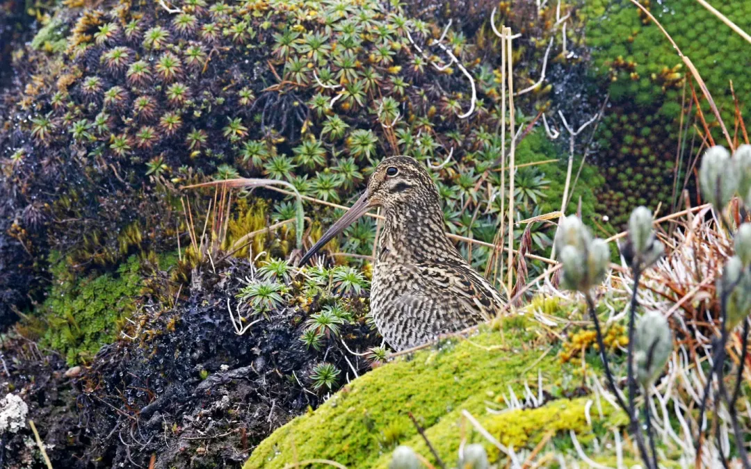 File:Gallinago jamesoni, Quijos, Ecuador 05.jpg