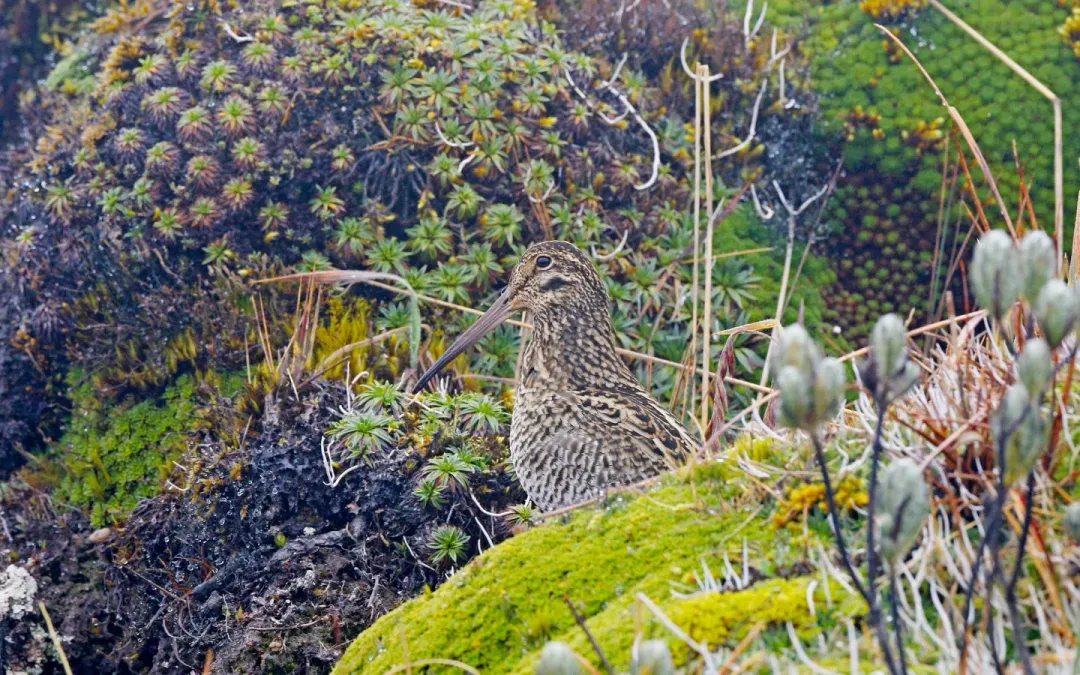 File:Gallinago jamesoni, Quijos, Ecuador 06.jpg