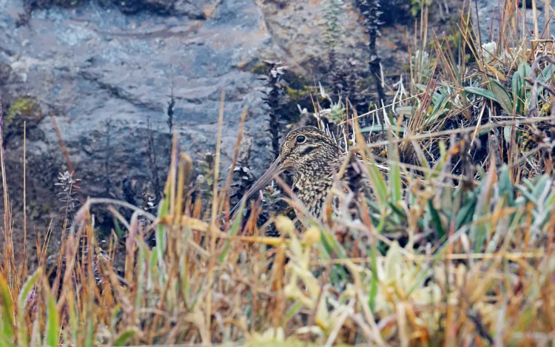 File:Gallinago jamesoni, Quijos, Ecuador 07.jpg