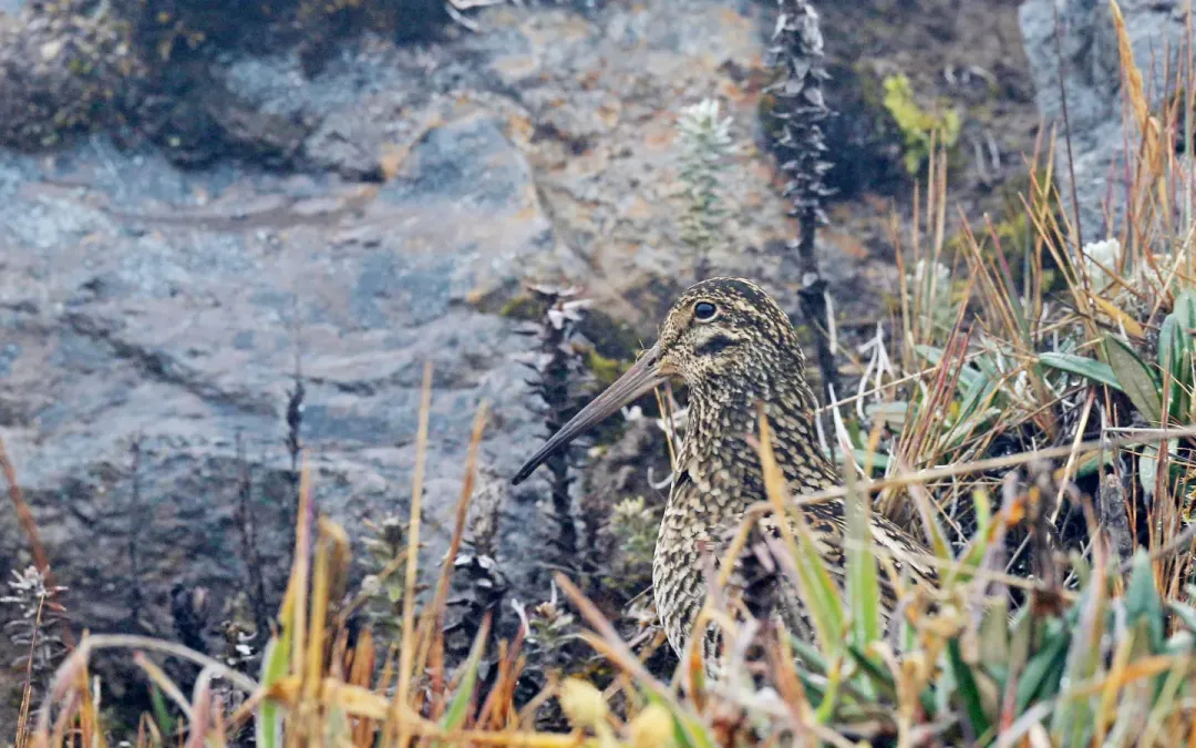 File:Gallinago jamesoni, Quijos, Ecuador 08.jpg