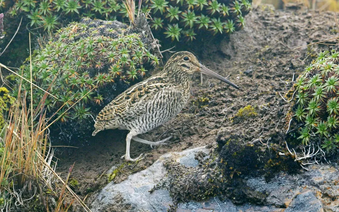 File:Gallinago jamesoni, Quijos, Ecuador 09.jpg