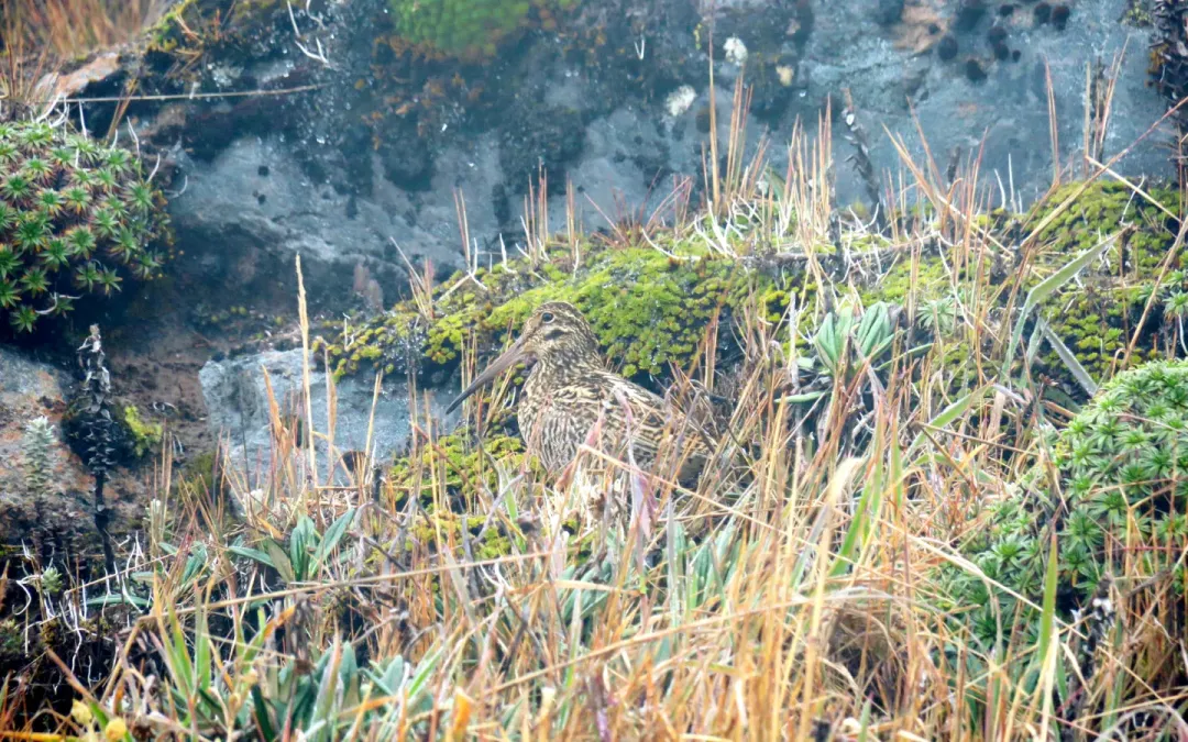 File:Gallinago jamesoni, Quijos, Ecuador 12.jpg