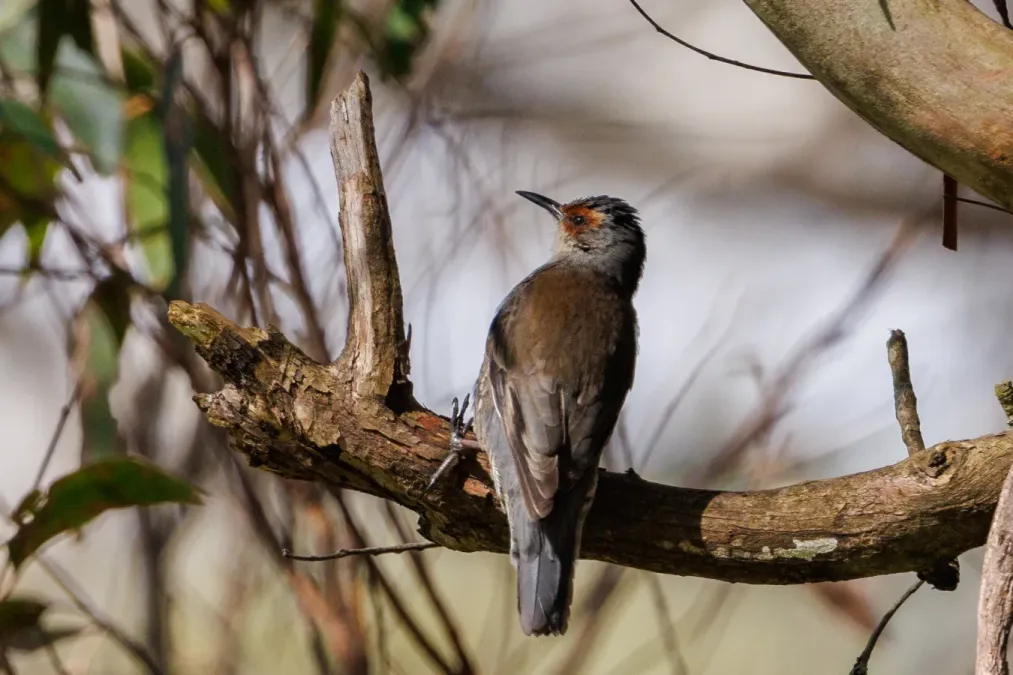 File:Red-browed Treecreeper, Climacteris erythrops.jpg