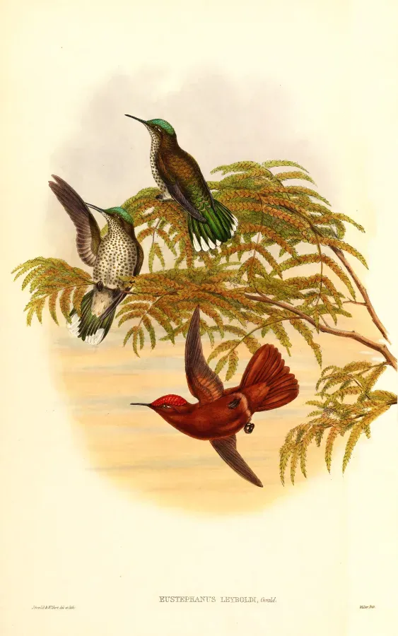 File:Sephanoides fernandensis leyboldi.jpg