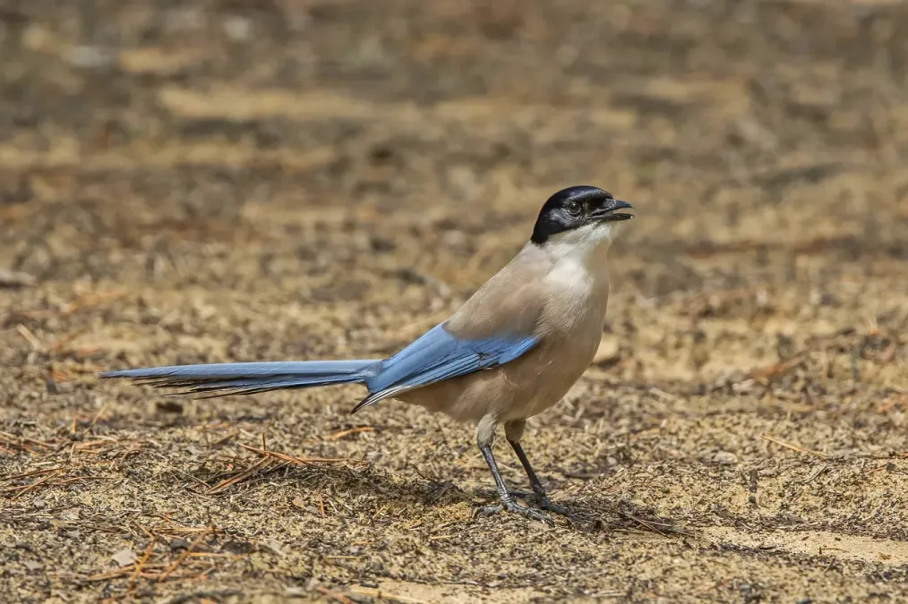 File:Iberian magpie (Cyanopica cooki) 2.jpg