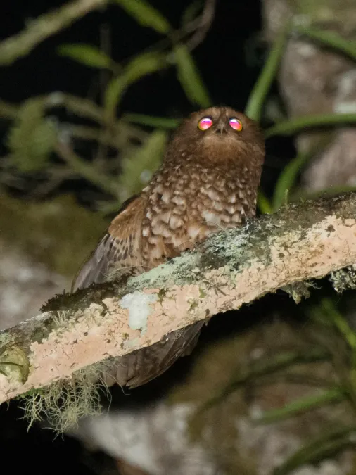 File:Ninox ios 64408622.jpg