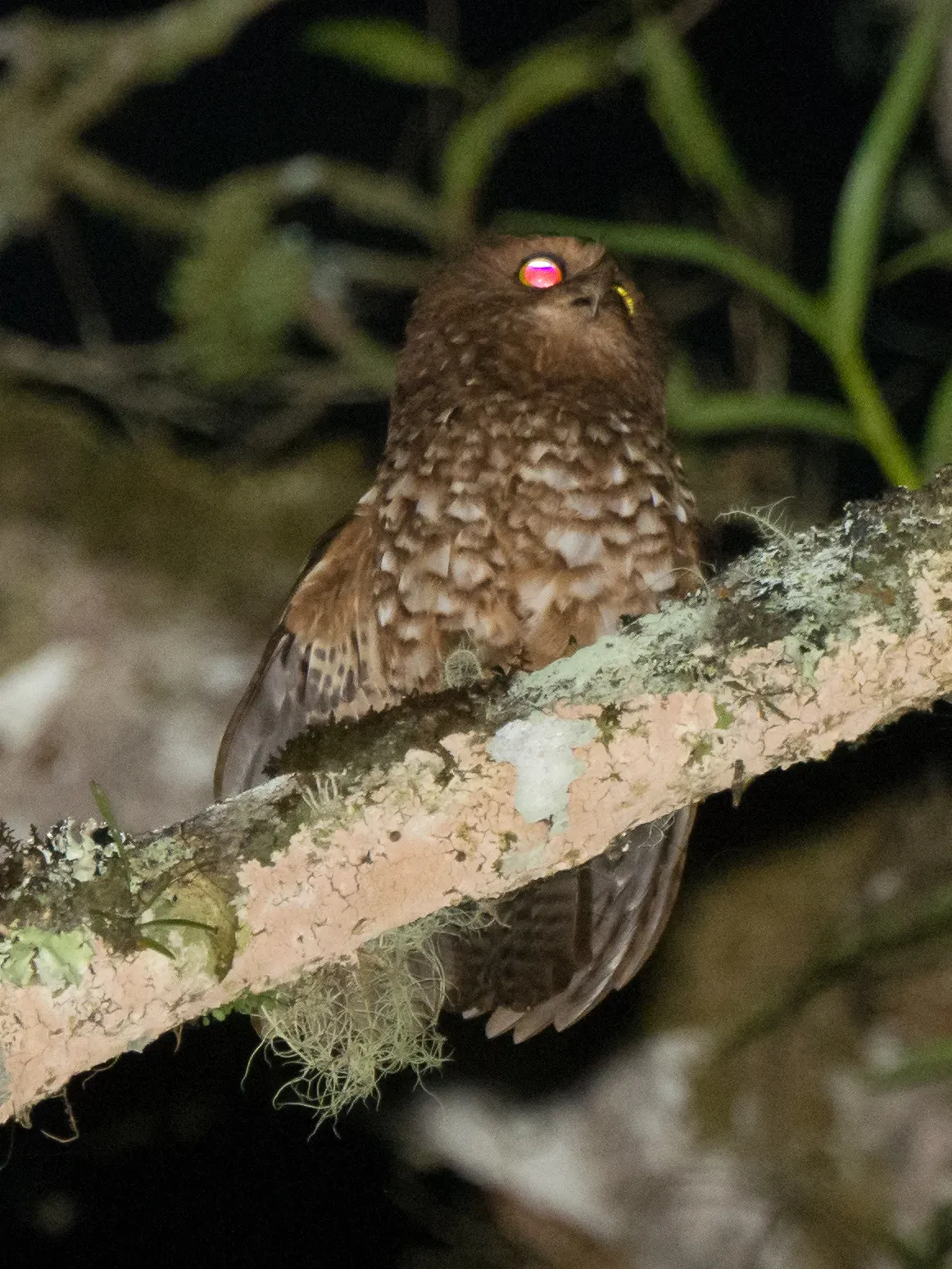 File:Ninox ios 64408620.jpg
