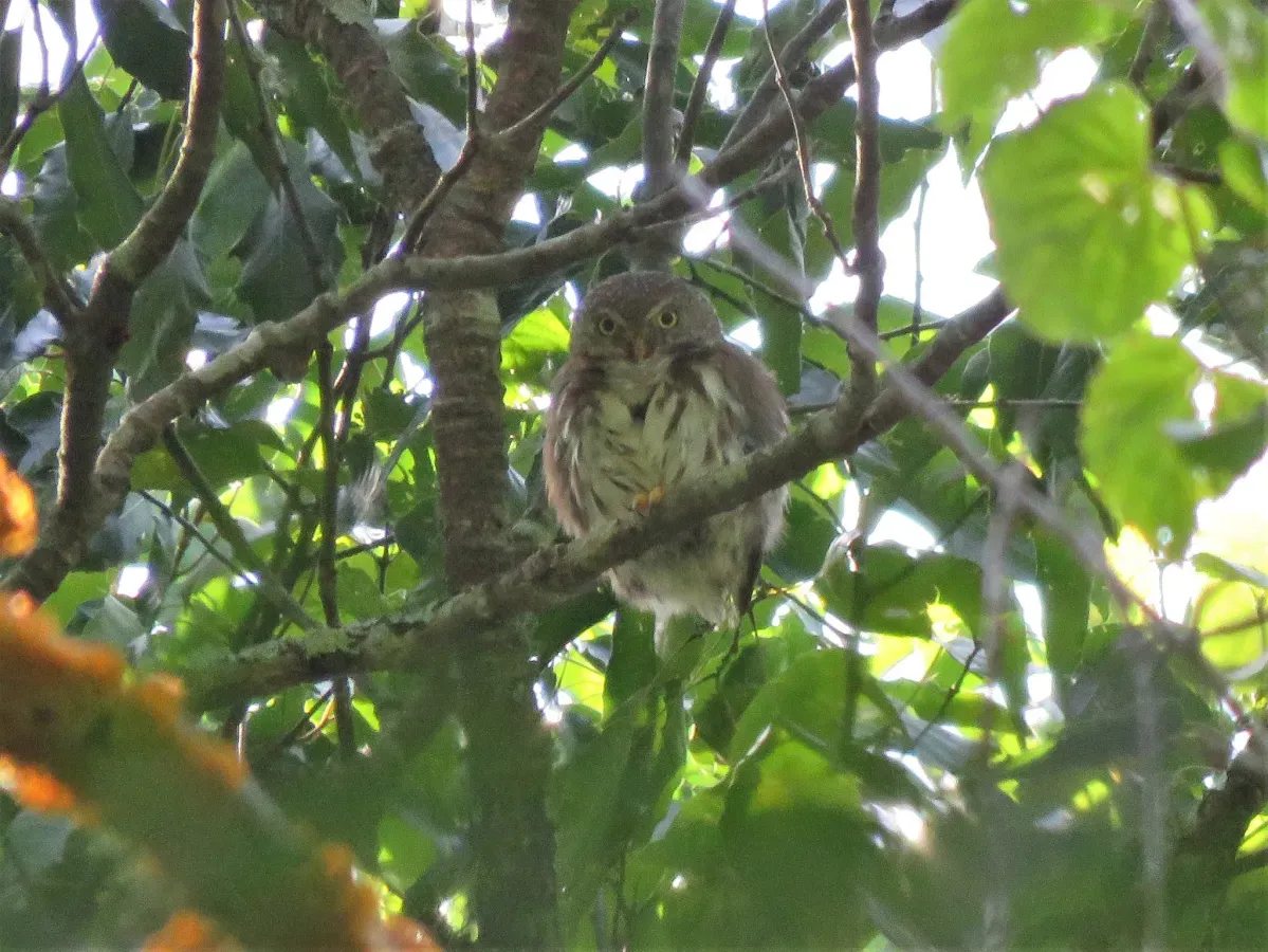 File:Glaucidium sanchezi 58212759.jpg