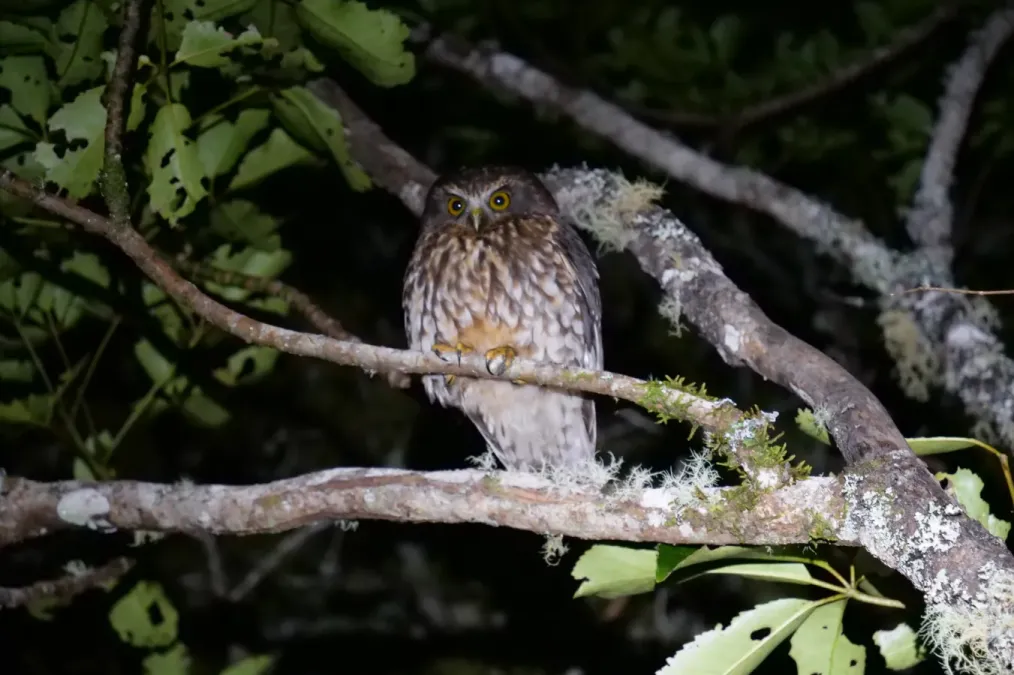 File:Ninox novaeseelandiae novaeseelandiae 222420113.jpg