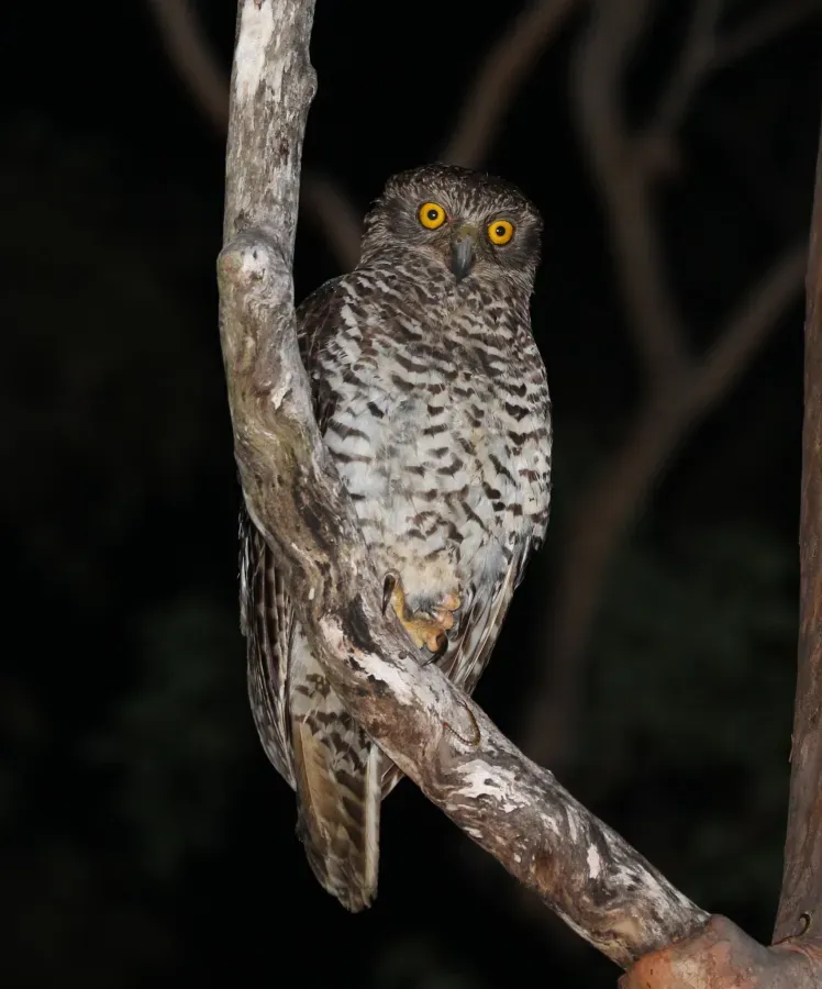 File:Ninox strenua 160023985.jpg