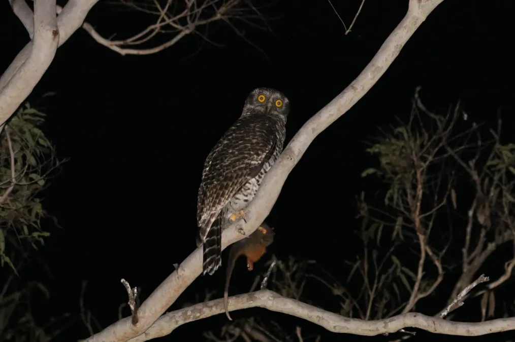 File:Ninox strenua 210714864.jpg