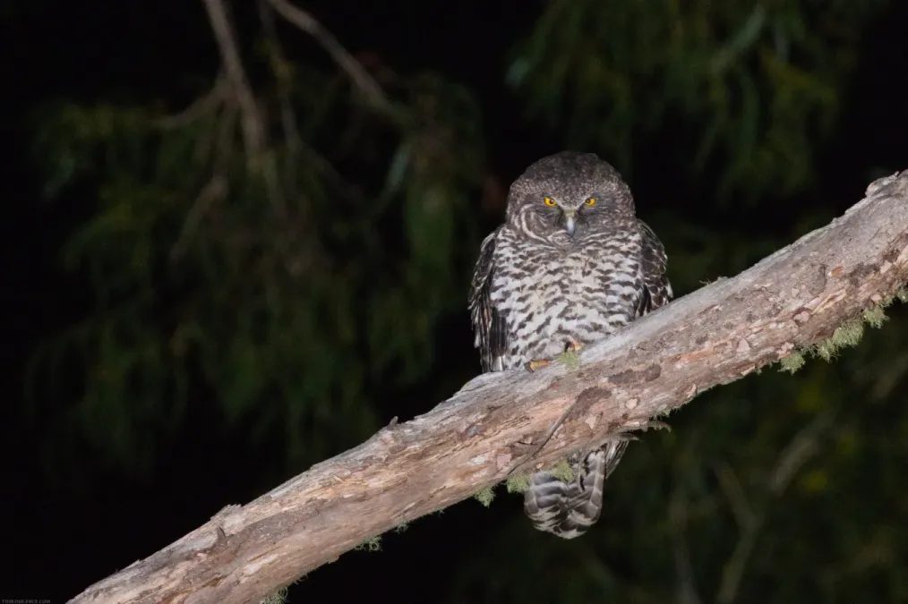 File:Ninox strenua 127960361.jpg