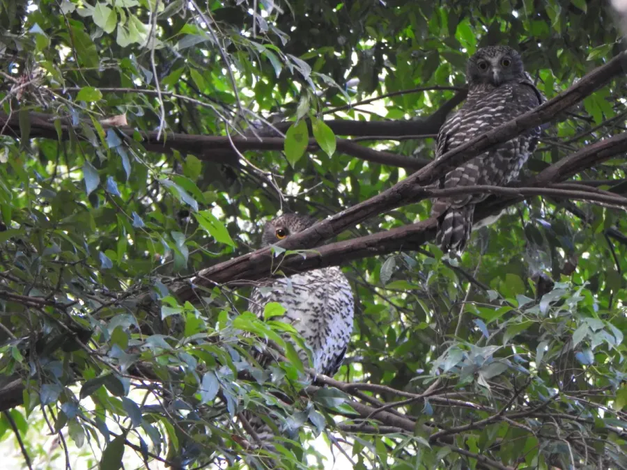 File:Ninox strenua 149352521.jpg
