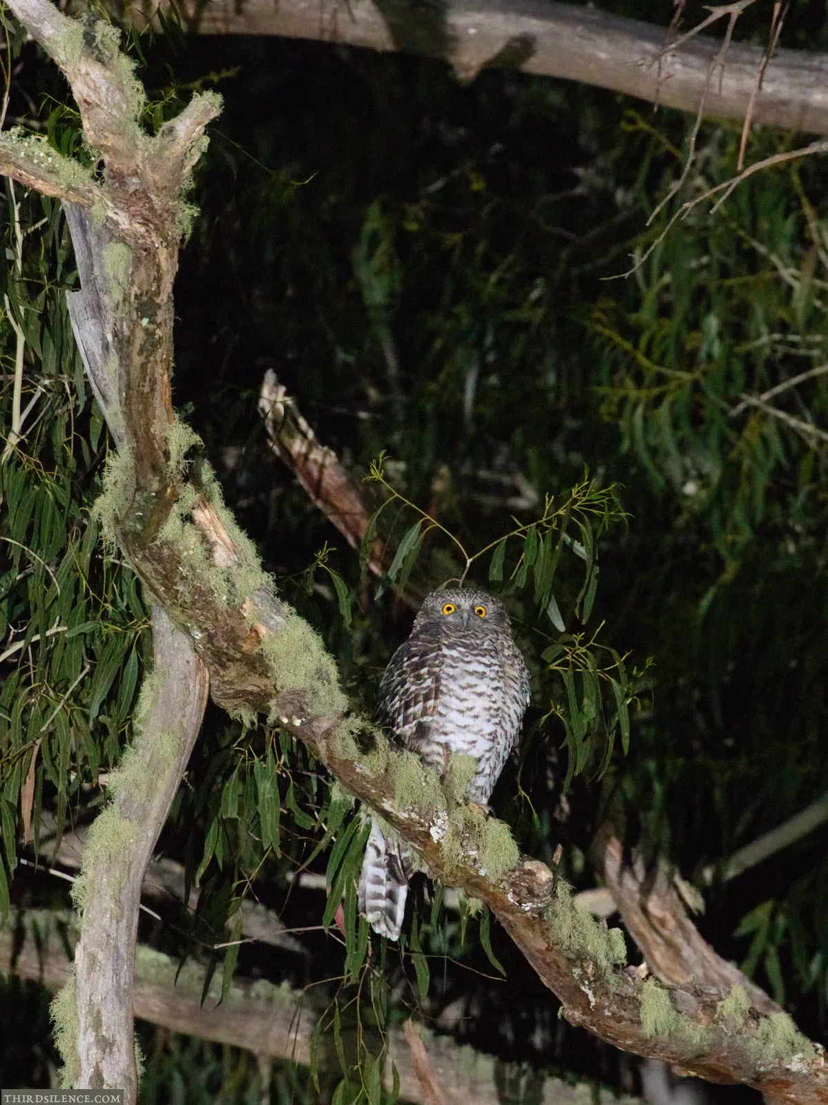 File:Ninox strenua 78061725.jpg