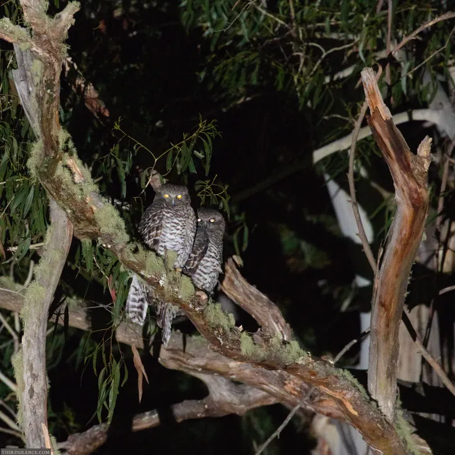 File:Ninox strenua 78062451.jpg