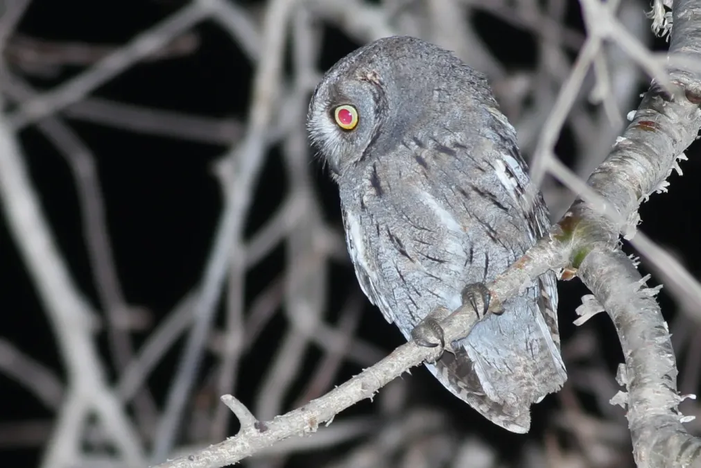 File:Otus pamelae 116189479.jpg