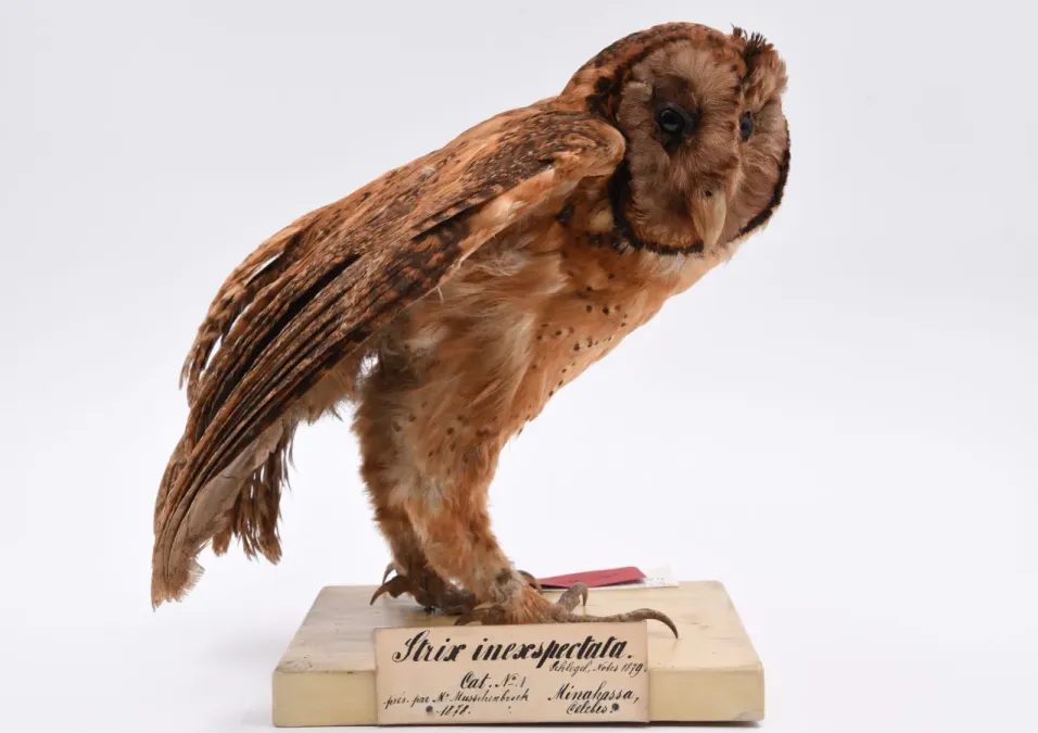 File:Tyto inexspectata 007989945-RMNH.AVES.88273 front.jpg