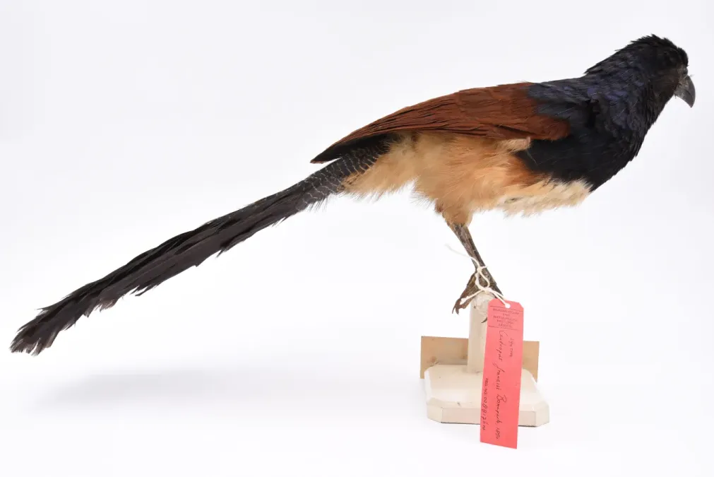 File:Centropus leucogaster leucogaster 007989855-RMNH.AVES.88176 back.jpg