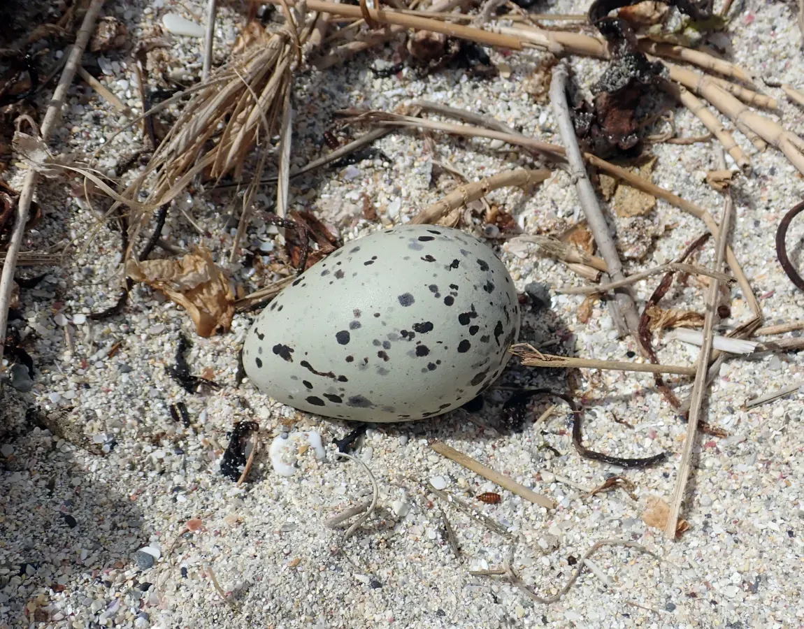 File:Haematopus chathamensis 108268945.jpg